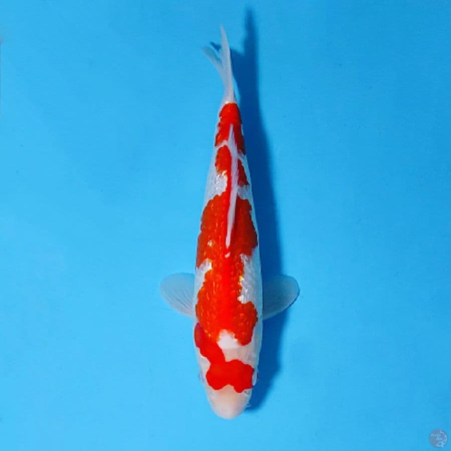 GINRIN KOHAKU SQ 25CM FEMALE