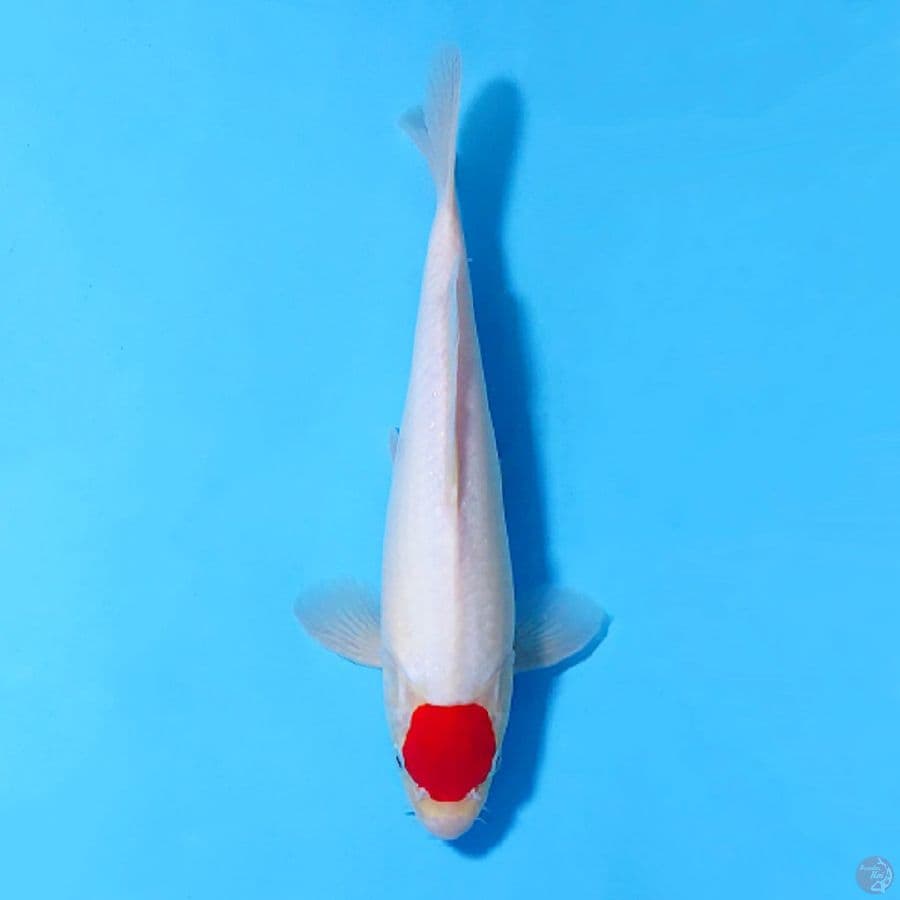 TANCHO KOHAKU ORIGINAL 29CM MALE