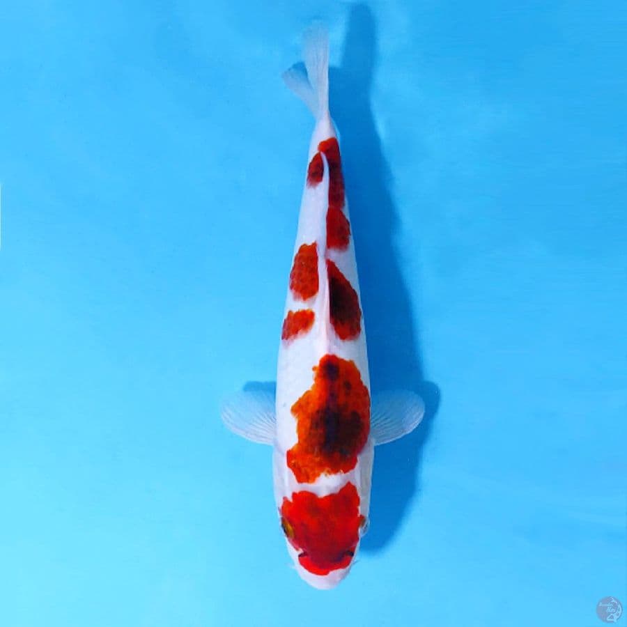 AI GOROMO SQ 31CM FEMALE
