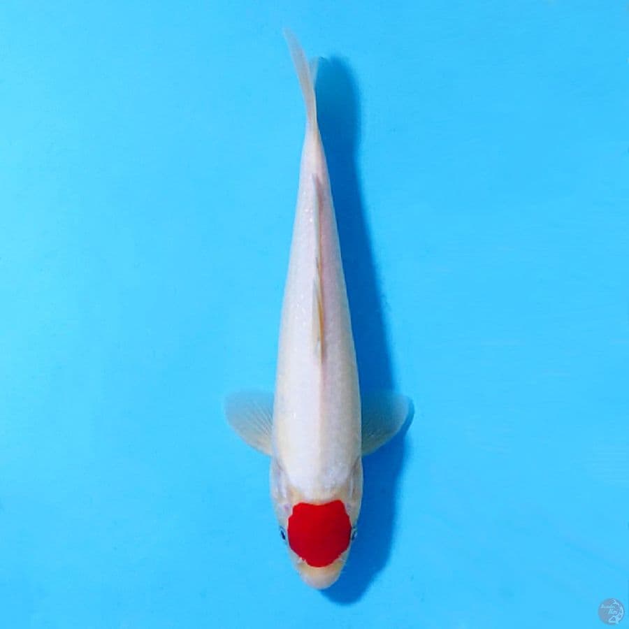 TANCHO KOHAKU ORI 29CM MALE