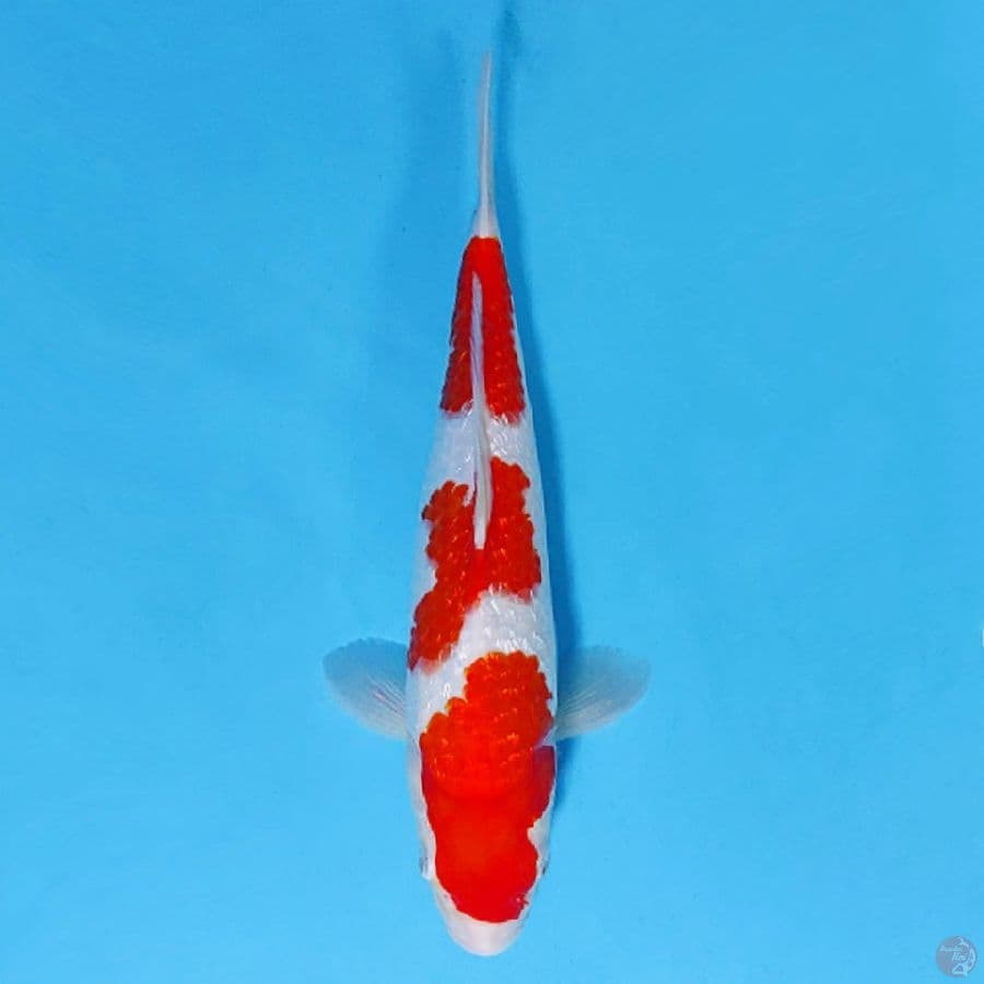 GINRIN KOHAKU SQ 32CM FEMALE