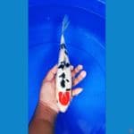 tancho sanke doit 32 cm