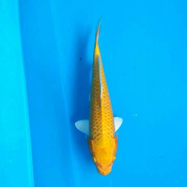 Yamabuki ogon