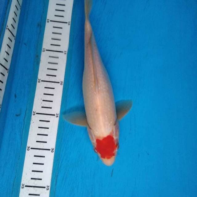 Tancho kohaku 