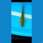 midori jantan 39 cm