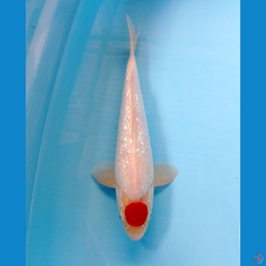 tancho 29 cm