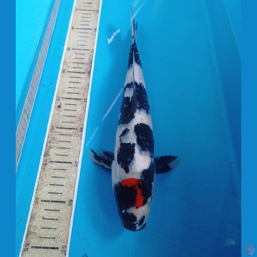 tancho showa 35cm