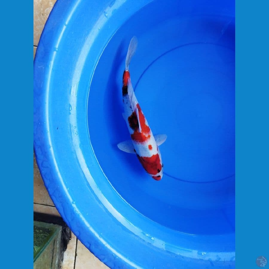 showa jantan 35 cm