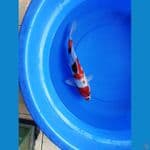 showa jantan 35 cm 