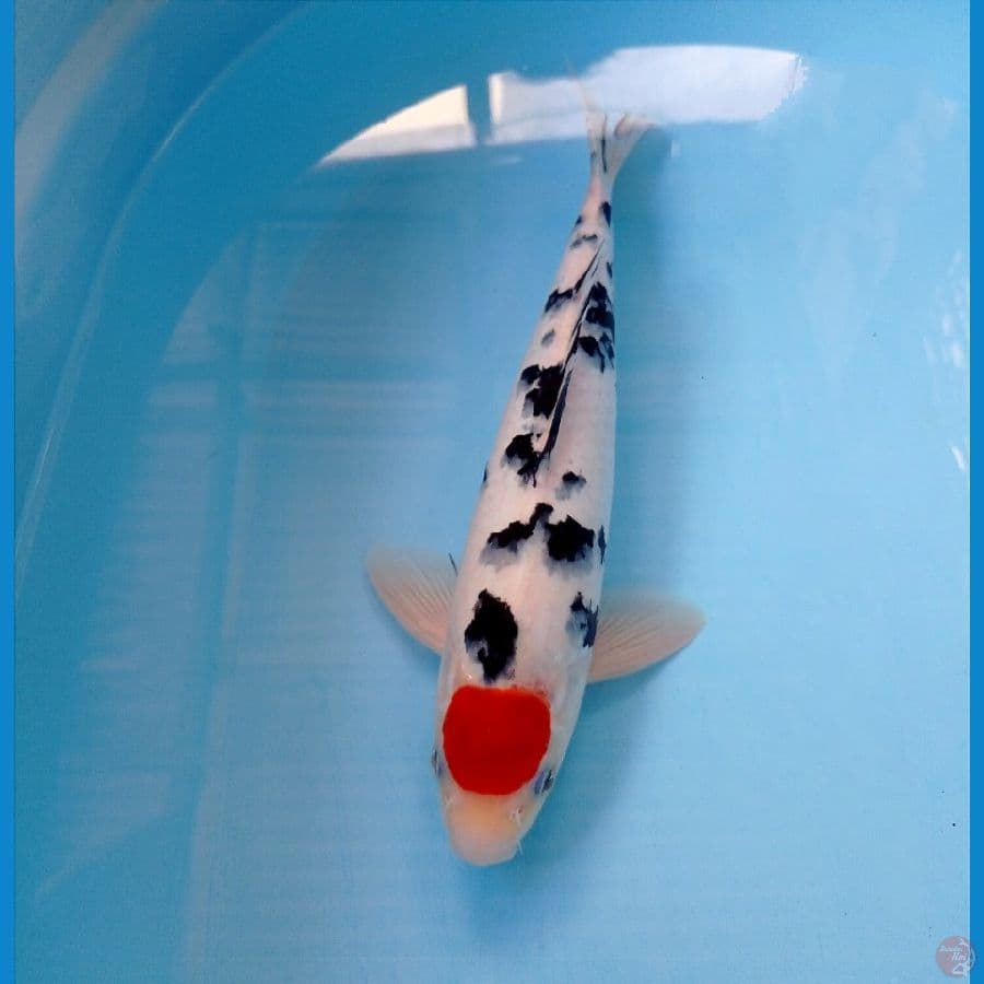 tancho sanke 31 cm 