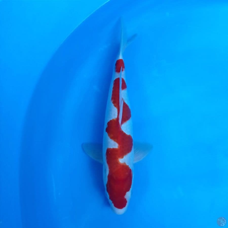 kohaku inzuma, 27 cm