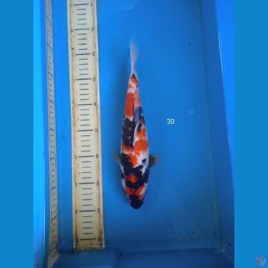 showa 30cm