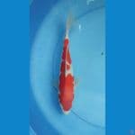 kohaku 30cm