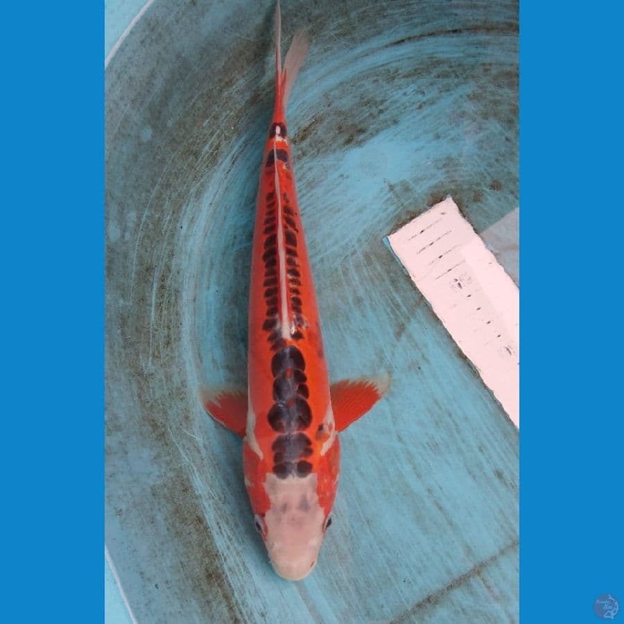 hana shusui 30cm 