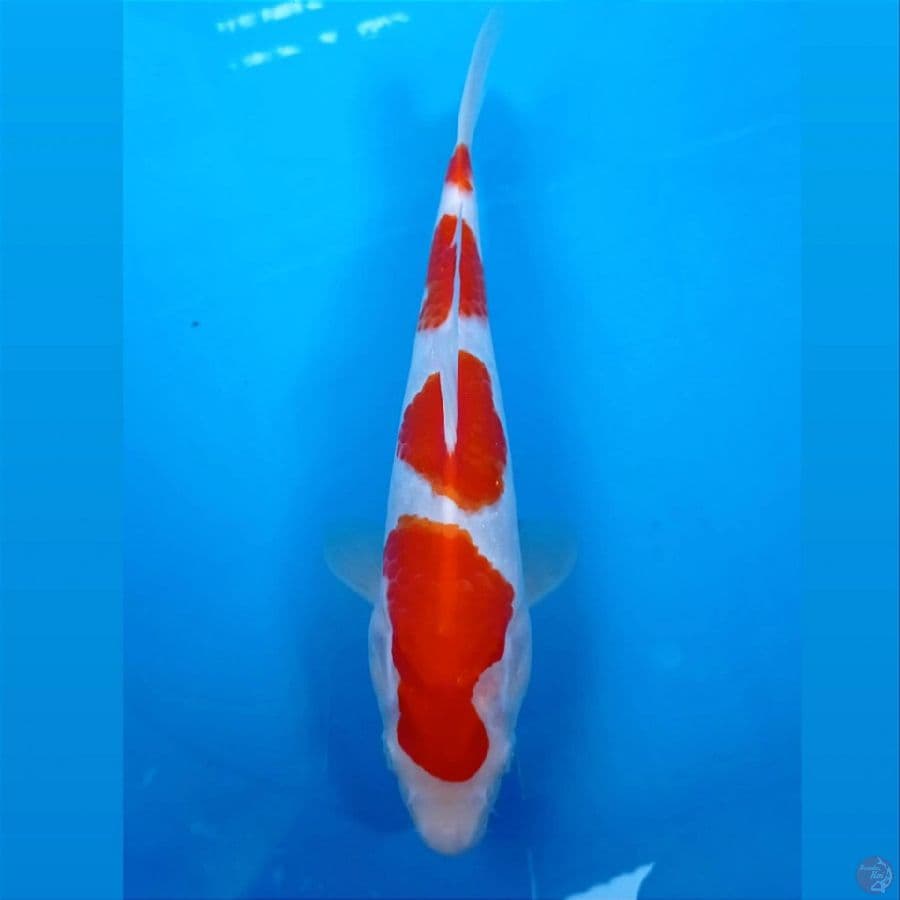 kohaku, 25 cm