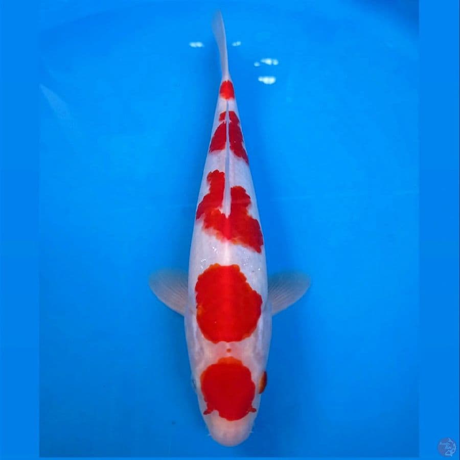maruten kohaku, 29 cm