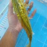 Sisiknaga ginrin 28cm. 
