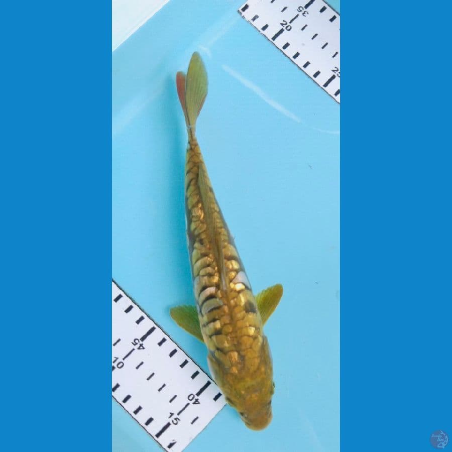 midori 23cm