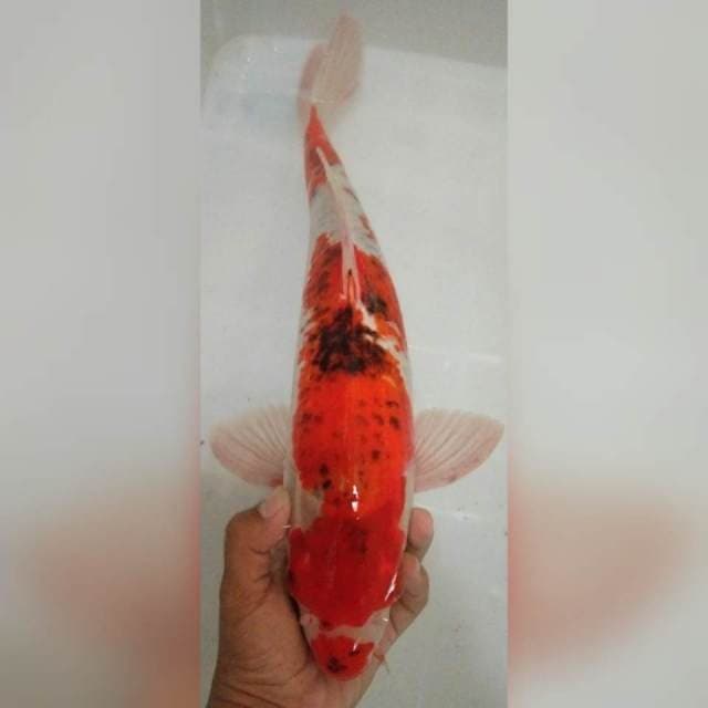 Goromo 50bu. Siap! 