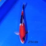 showa 27cm