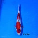 showa 25cm