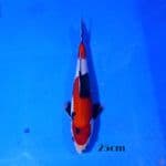showa 25cm
