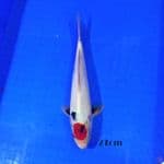 Tancho showa 27cm