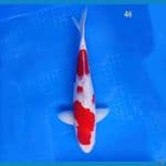 Kohaku munuk