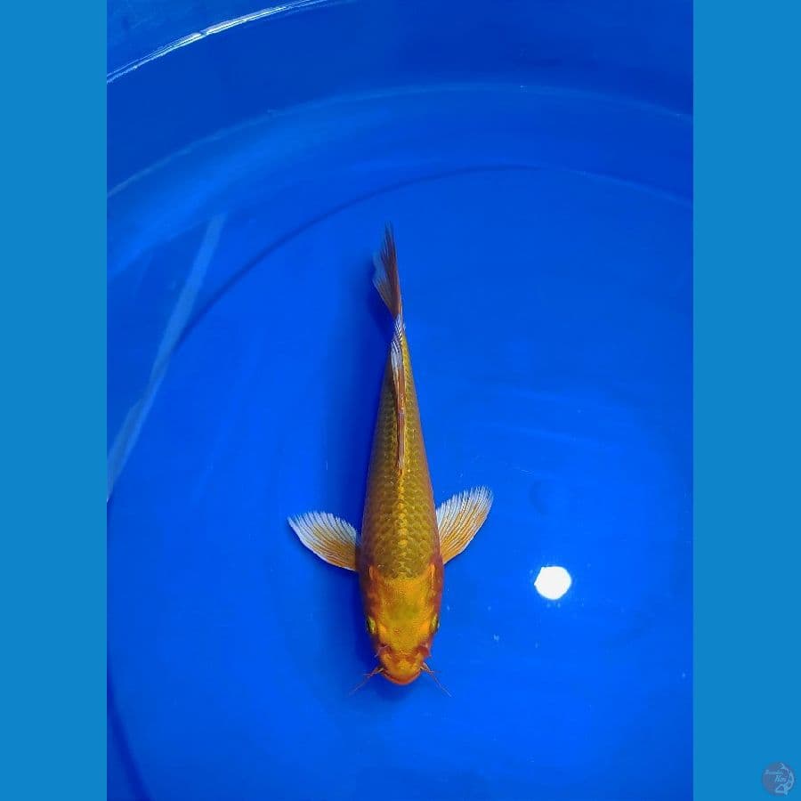 kumpay ogon 24cm