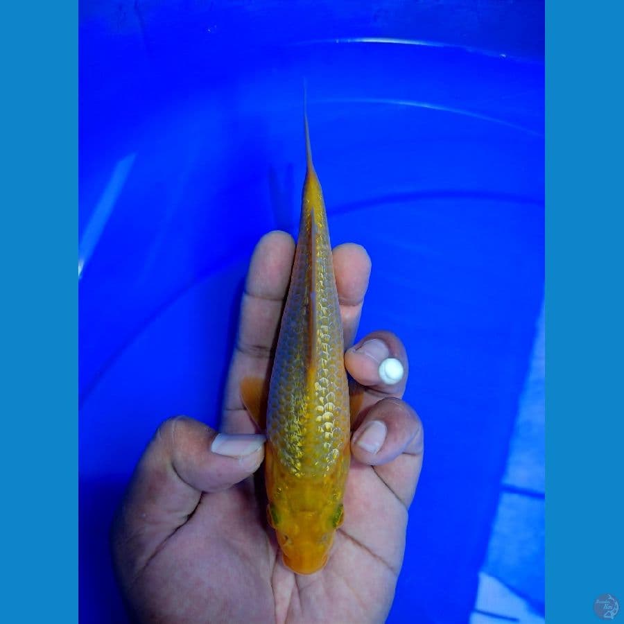 caramel 18cm