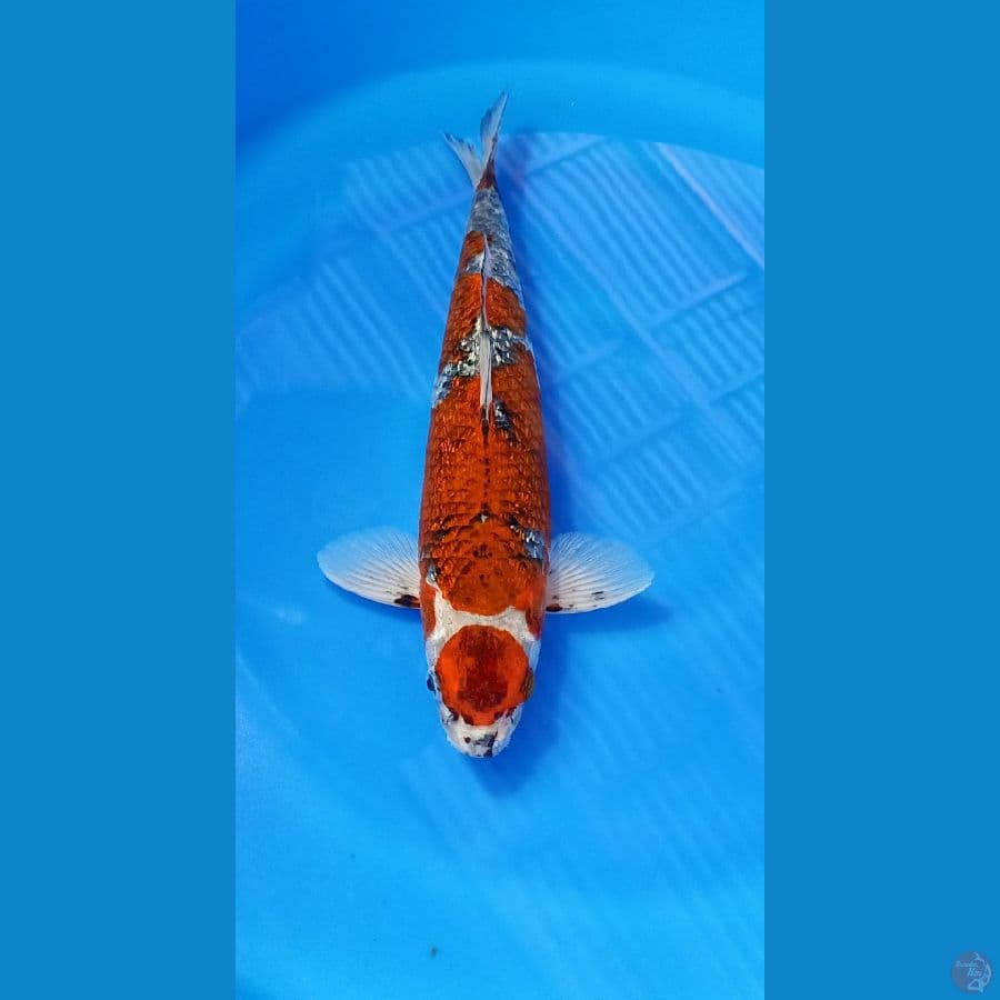 GINDRIN ANTIK 40CM MALE