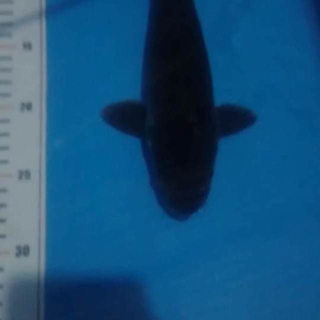 karasugoi