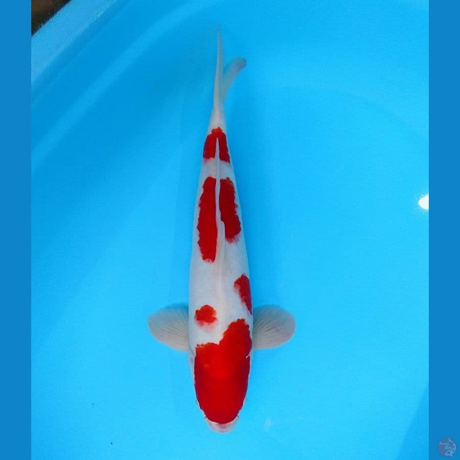 kohaku 39cm (male)