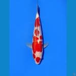 Ginrin A ready show 25 cm