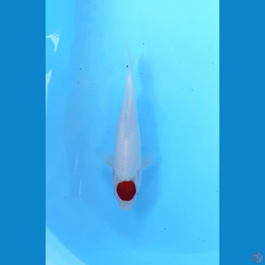 Tc kohaku 23cm