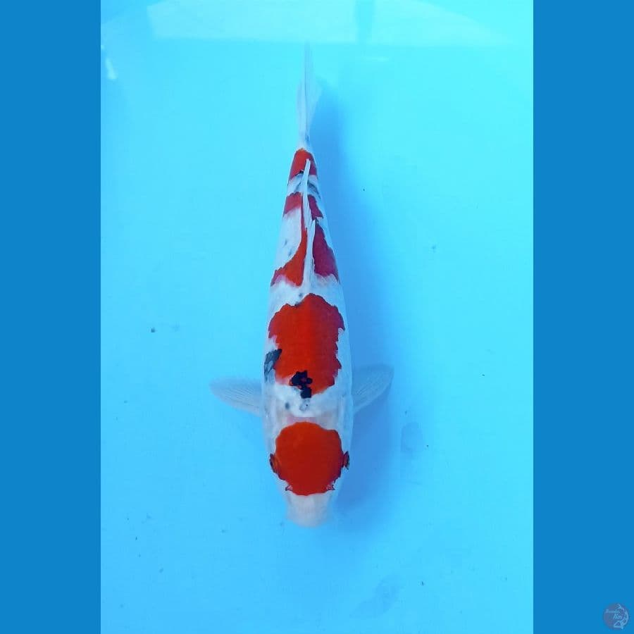Sanke 25cm