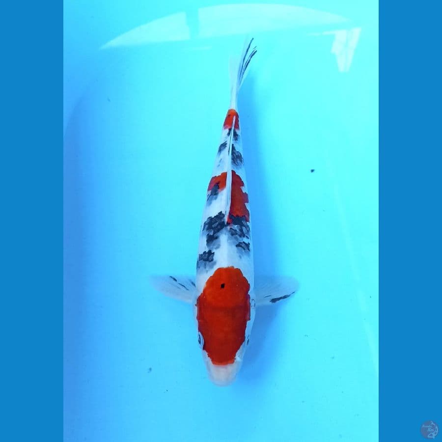 Sanke 27cm