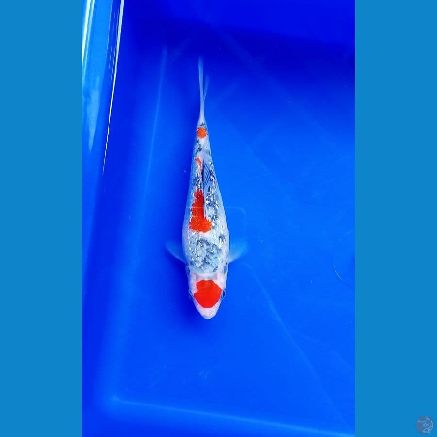 maruten showa gindrin size 16 cm