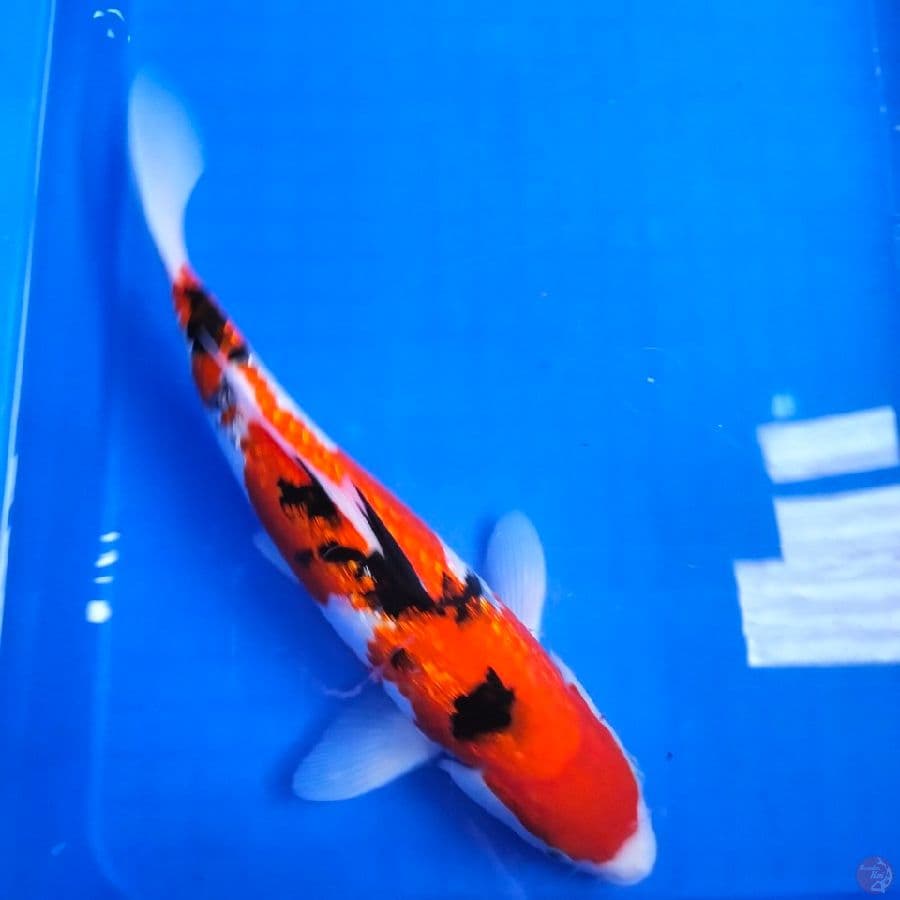 gindrin sanke 32cm