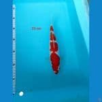 kohaku 25 cm