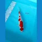 maruten kohaku 24 cm