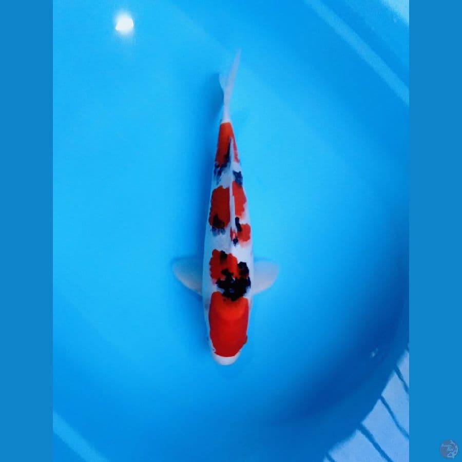 taisho 35cm (male)