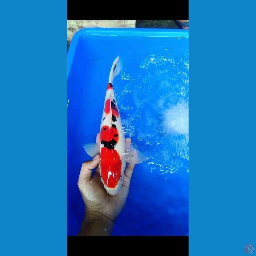 taisho 35cm male (sisik)