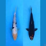 DUO KUMON - BENIKUMON 25-28CM