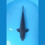 SORAGOI NETTING RAPI 44CM