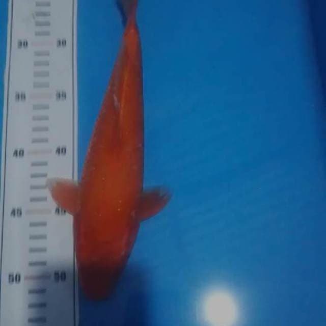 benigoi