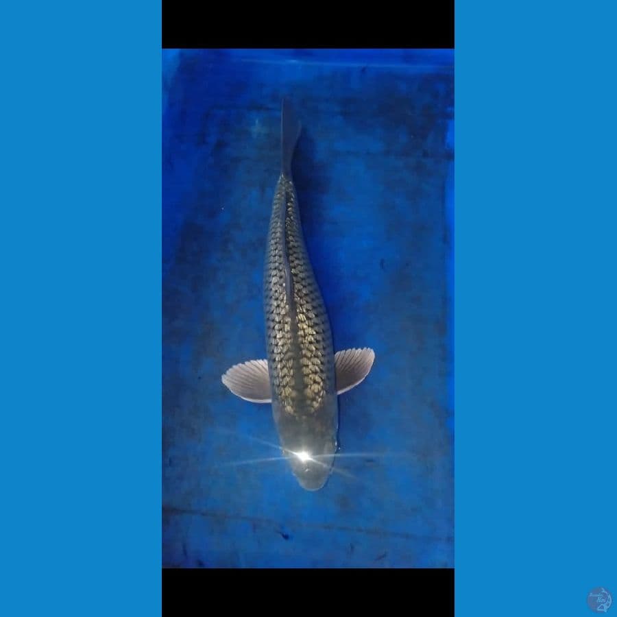 Black Diamond 35 cm Jantan