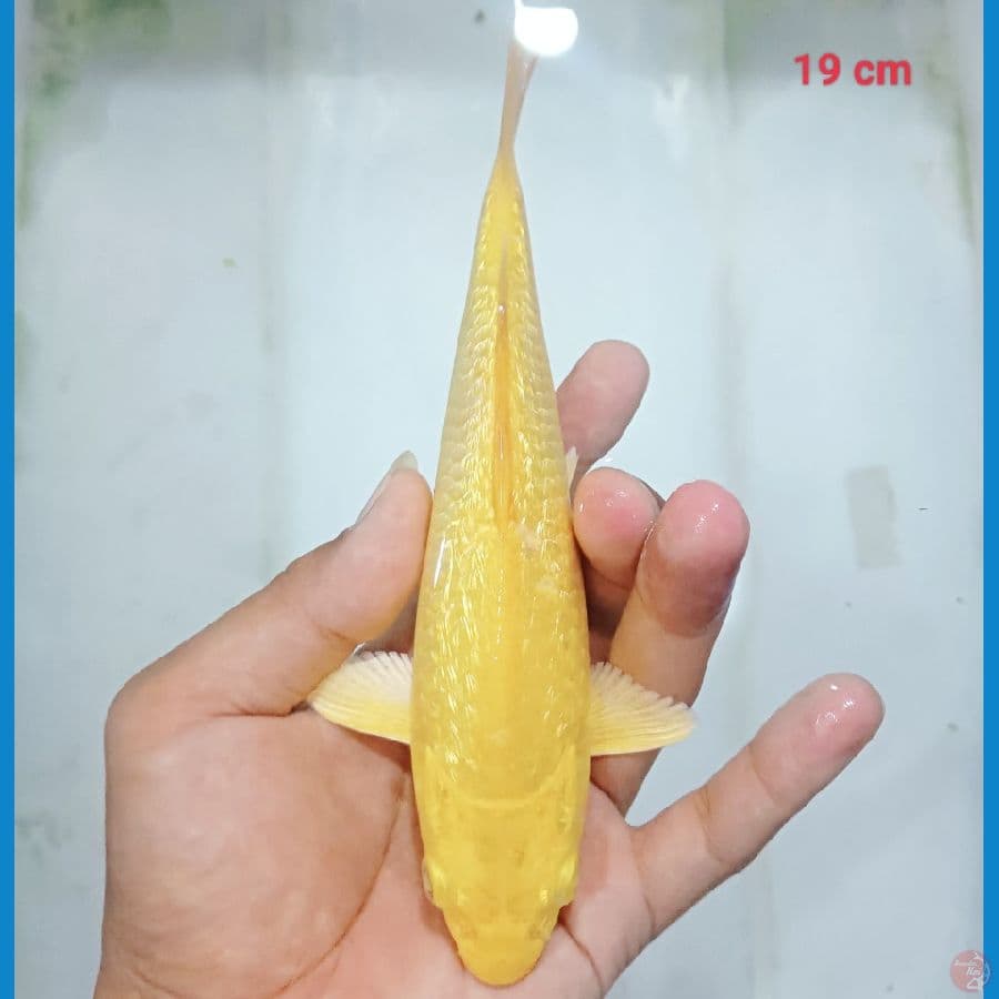 karasi ginrin 19cm