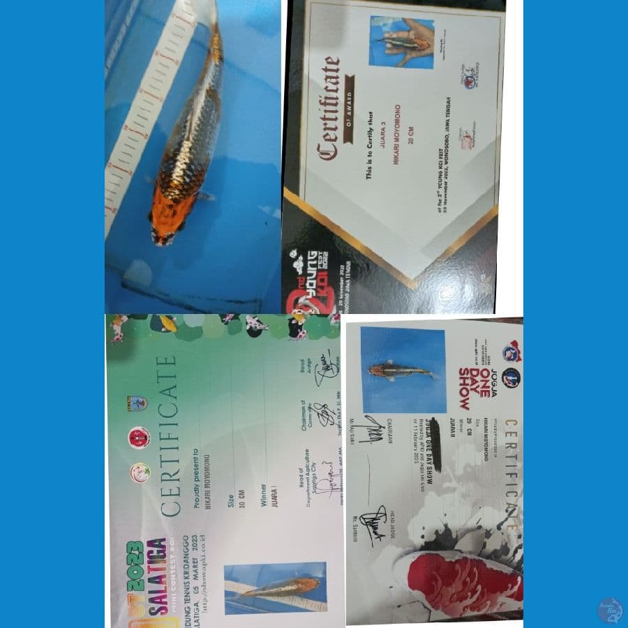 benigingga 35cm