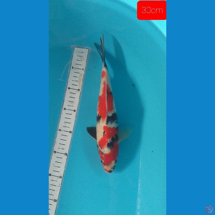 showa 30cm